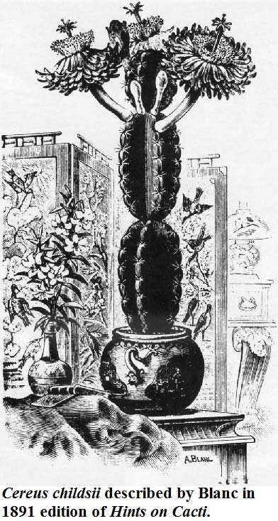 A woodcut of a cereus cactus from "Hints on Cacti" 1891