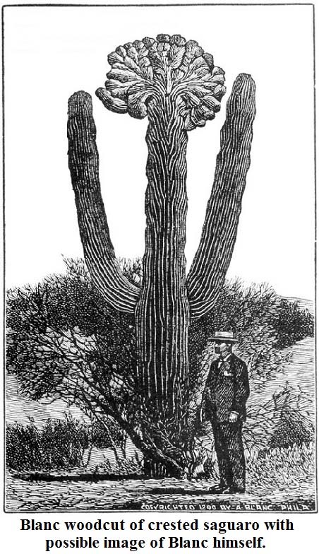 A portrait by Blanc of a man, possibly Blanc, next to a giant crested Saguaro cactus.