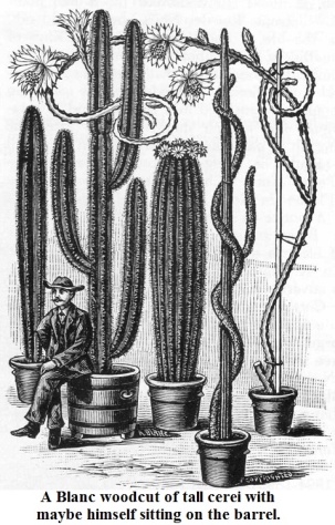 Portrait of a man surrounded by extremely large potted cacti.