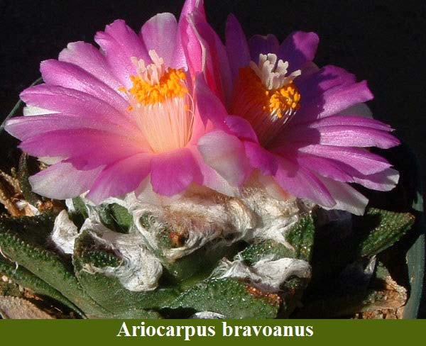 Ariocarpus bravoanus