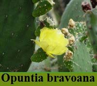 Opuntia bravoa