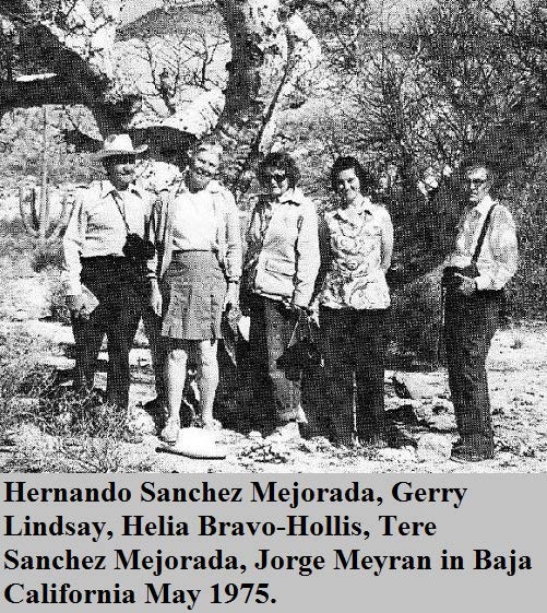 Helia Bravo-Hollis in the field in Baja with succulentists 1975