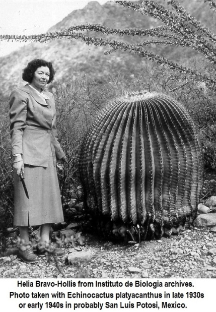 Helia Bravo-Hollis with a large echinocactus circa 1940