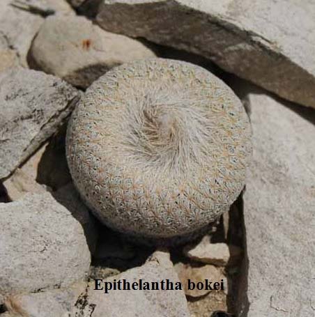 Epithelantha bokei