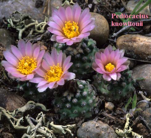 Pediocactus knowltonii