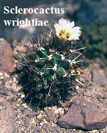 Sclerocactus wrightiae