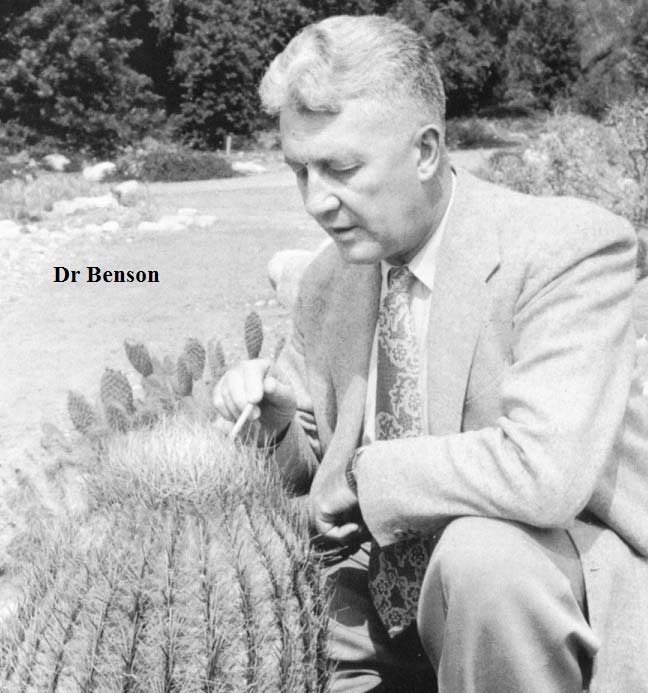 Lyman Benson, wearing a suit and tie, examining a cultivated barrel cactus