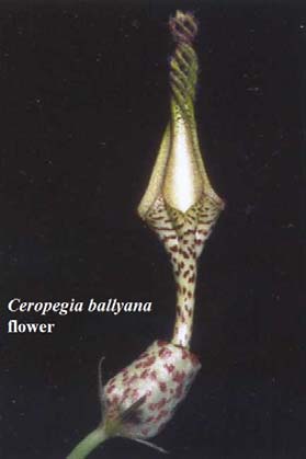 A Ceropegia Ballyana flower