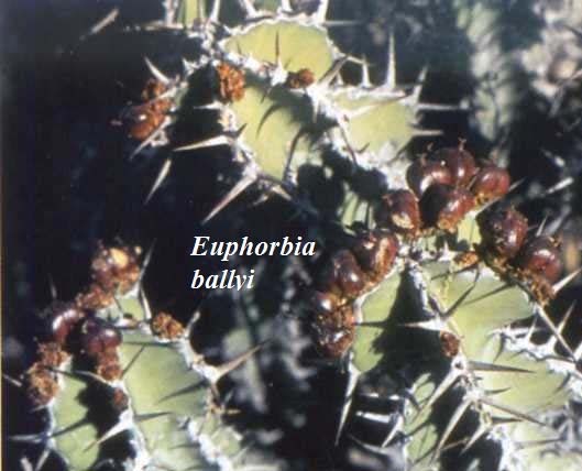 Euphorbia ballyi