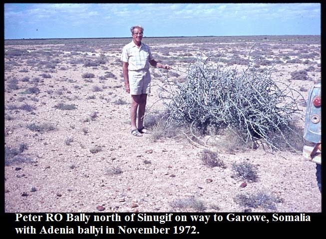 Peter RO Bally north of Sinugif, Somalia with Adenia ballyi in November 1972