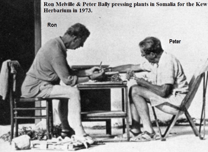 Ron Melville and Peter Bally pressing plants in Somalia for the Kew Garden Herbarium in 1973